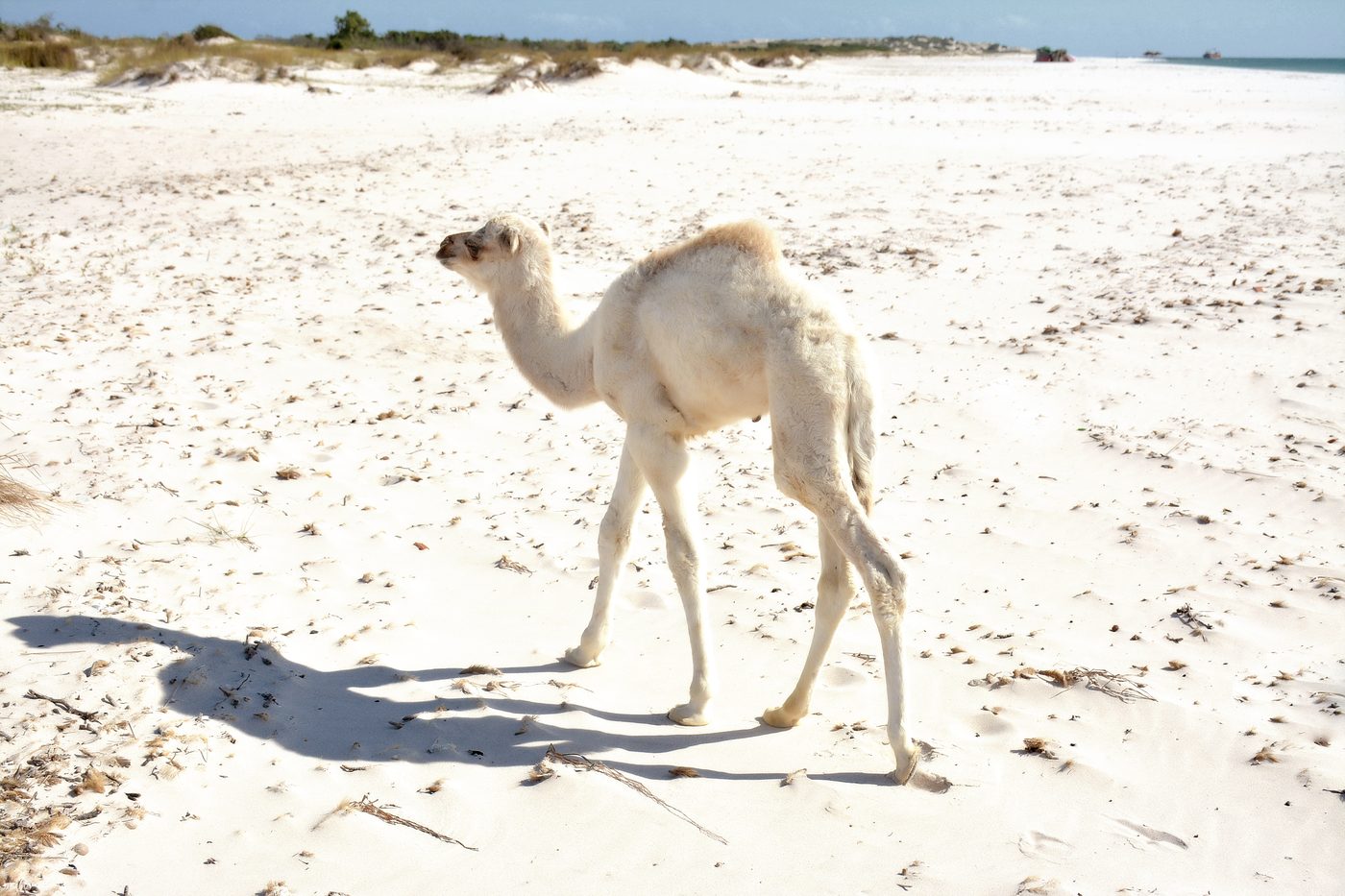 A camel foal on white sand · Mansoura beach